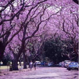 Jacarandas in bloom at New Farm Park - 1993