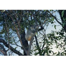 Brisbane Koala Bushland - Burbank c.1994